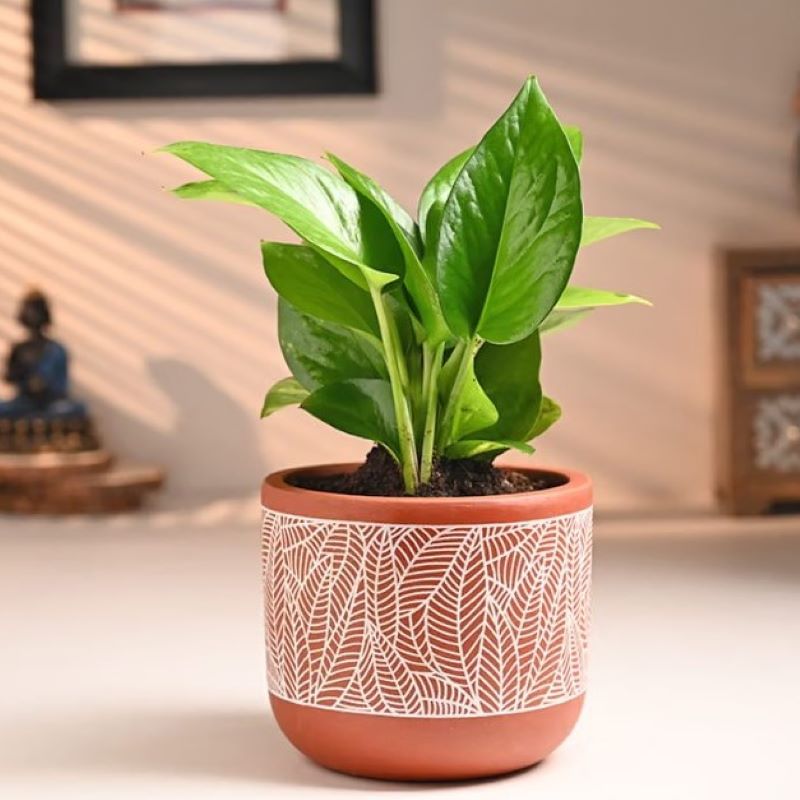 Novelties Money Plant